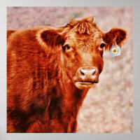Red Angus Cow with Daisy ID Photographic Art Print