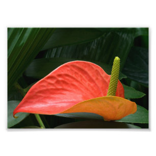 Red Anthurium Plant Against Foliage Photo Print