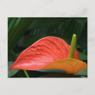 Red Anthurium Plant Against Foliage Postcard