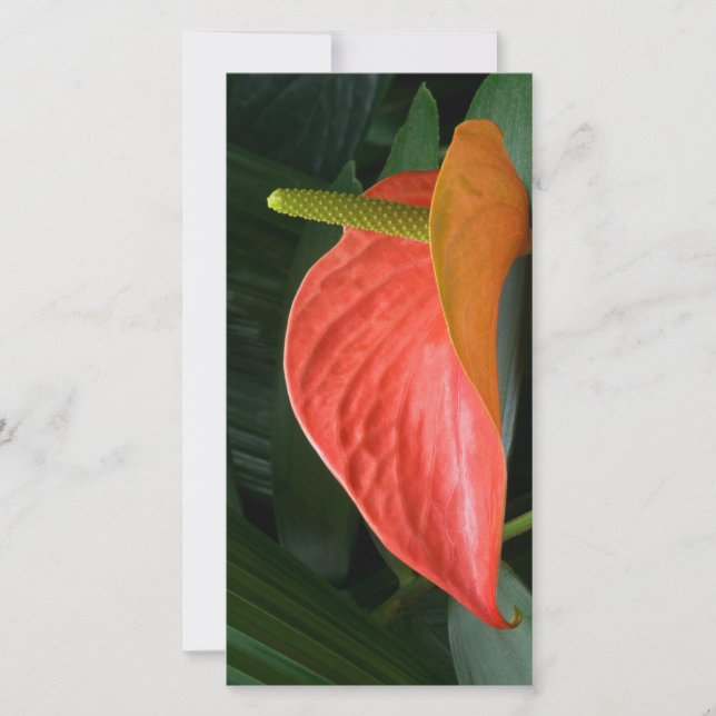 Red Anthurium Plant Against Foliage Thank You Card (Front)