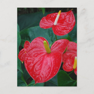 Red anthurium - tropical flower postcard