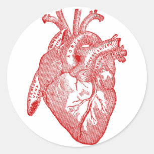 Red Antique Anatomical Heart Classic Round Sticker