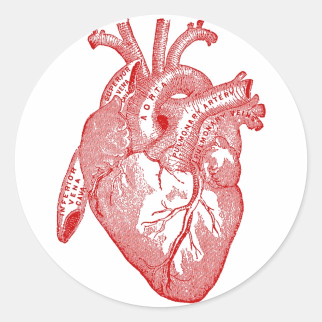 Red Antique Anatomical Heart Classic Round Sticker (Front)