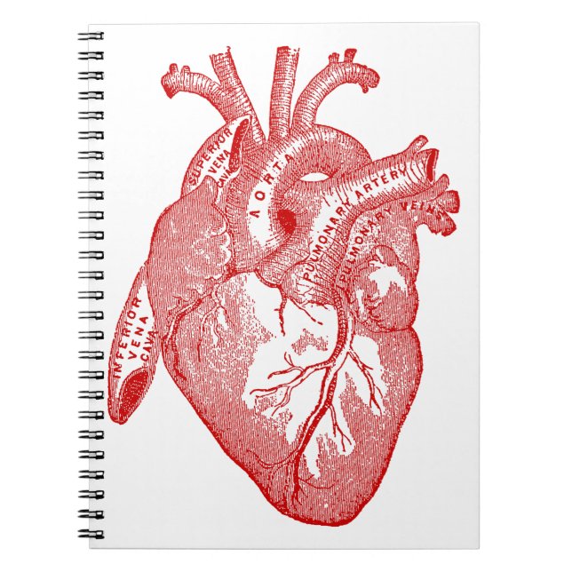 Red Antique Anatomical Heart Notebook (Front)
