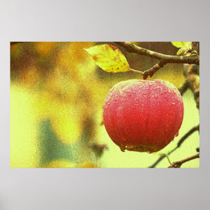 "Red Apple" Cute Photo. Buy Now Poster