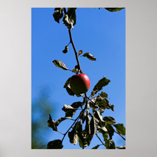 Red apple on branche poster