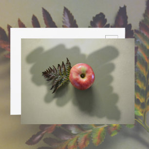 Red Apple on Green Photographic Postcard