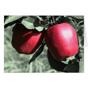 Red Apples Black And White Nature Card