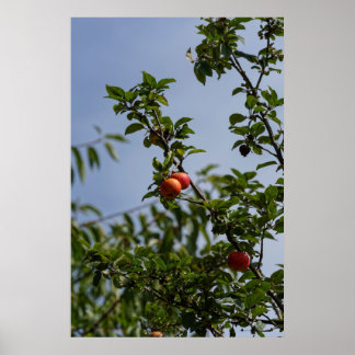 red apples couple on a branch poster