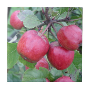 Red Apples in the Tree Tile