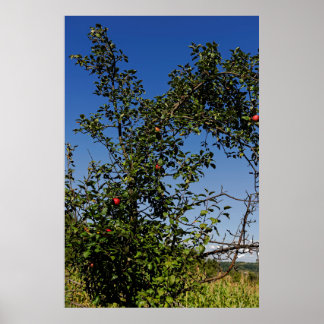 Red apples on branche poster