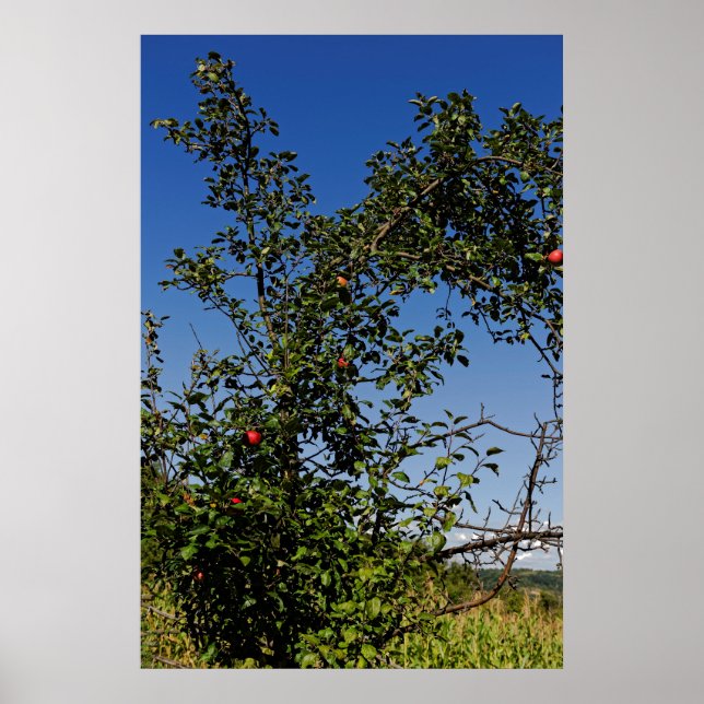 Red apples on branche poster (Front)