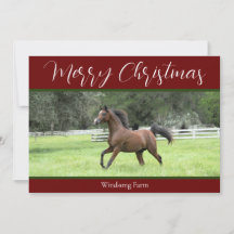 Red Arabian Horse 1 Photo For Farm Christmas