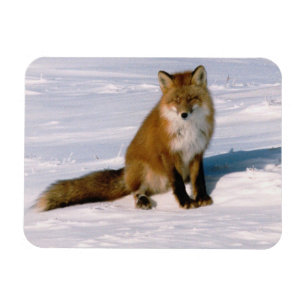 Red Arctic Winter Fox Refrigerator Flexible Magnet