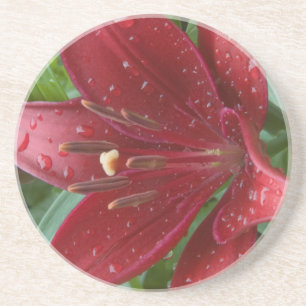 Red Asiatic Lilly Coaster
