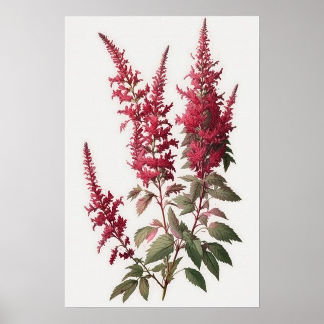 Red Astilbe Flower Art Print Poster (Front)