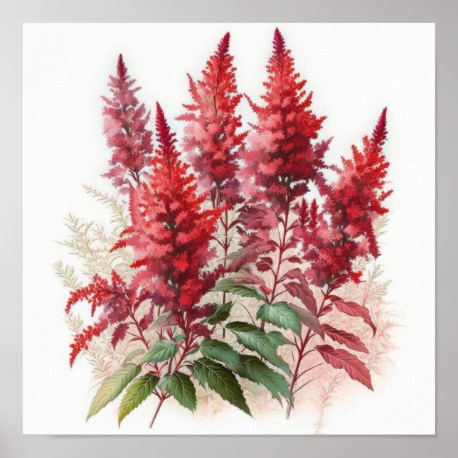 Red Astilbe Flower Art Print Poster (Front)