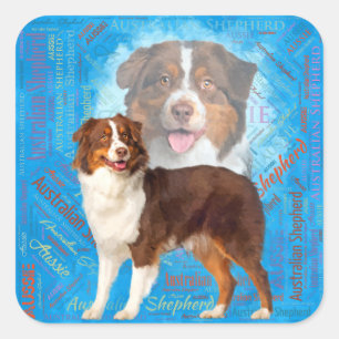 Red Australian Shepherd dogs - Aussie Square Sticker