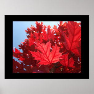 Red Autumn Leaves art prints Fall Tree Nature Leaf