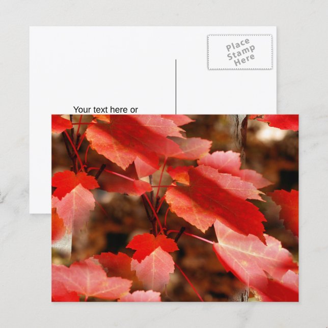 Red Autumn Leaves Nature Photography Personalised Postcard (Front/Back)