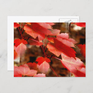 Red Autumn Leaves Nature Photography Personalized Postcard