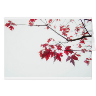 red autumn leaves on a branch
