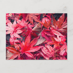 Red Autumn Leaves Postcard