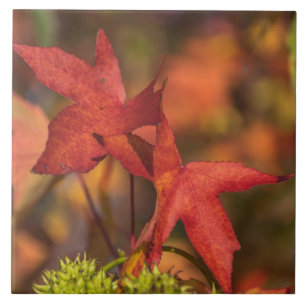 Red autumn leaves view ceramic tile