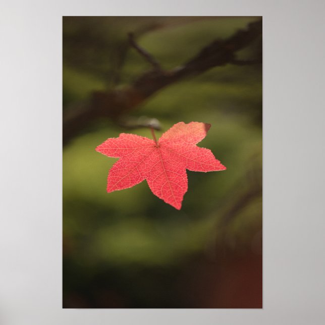 Red Autumn Maple Leaf Nature Photo Poster (Front)