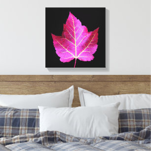 Red Autumn Maple Leaf on Black Background Canvas Print