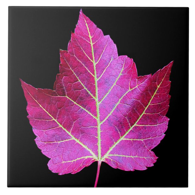 Red Autumn Maple Leaf on Black Background Tile (Front)