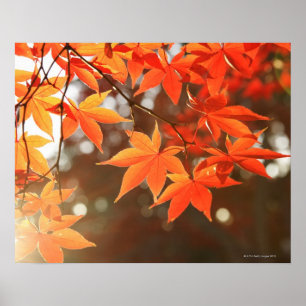 Red Autumn Maple leaves Poster