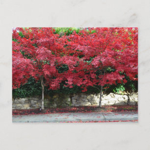 Red Autumn Trees Postcard