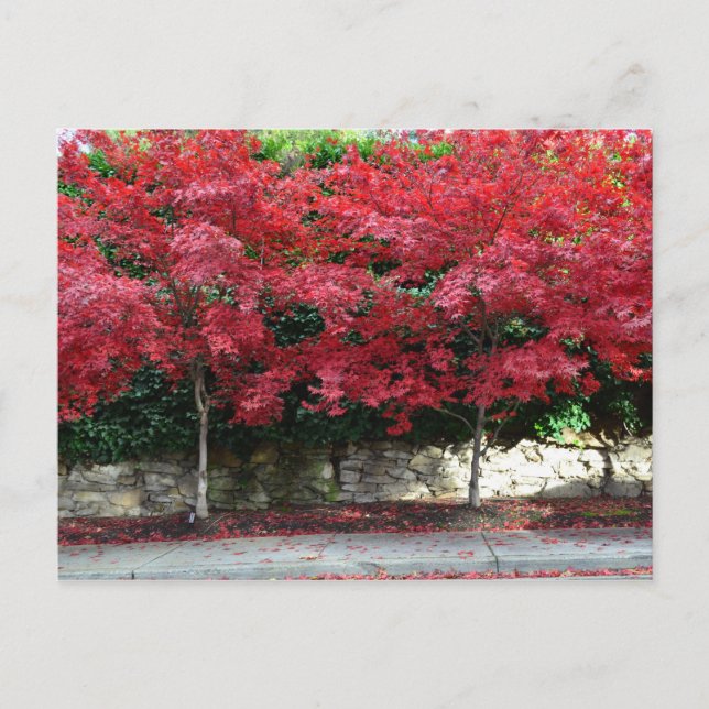 Red Autumn Trees Postcard (Front)
