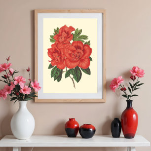Red Azalea botanical Illustration Poster