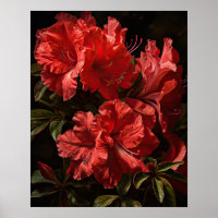 Red Azalea Flowers Art Print Poster
