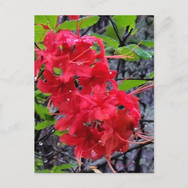 Red Azalea Flowers Postcard (Front)