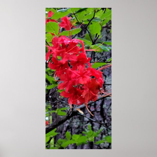 Red Azalea Flowers Poster (Front)