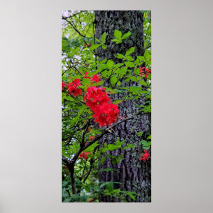 Red Azalea Flowers Poster