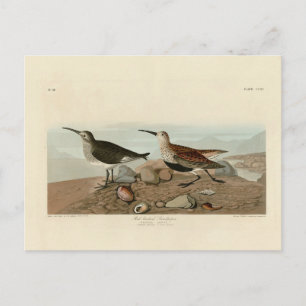 Red backed Sandpiper - Audubon's Birds of America Postcard
