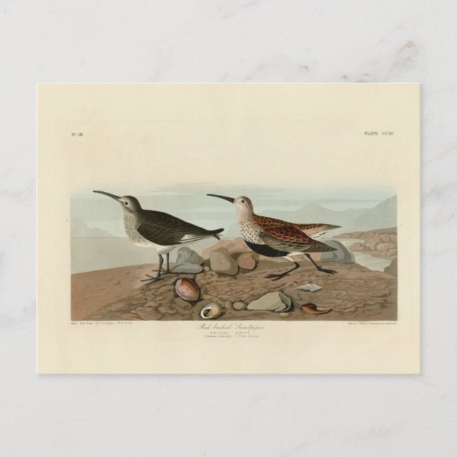 Red backed Sandpiper - Audubon's Birds of America Postcard (Front)