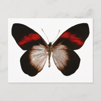 Red Banded Pereute - Customised Postcard
