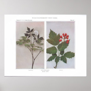 Red Baneberry (Flowers and Fruit) - Actaea rubra Poster
