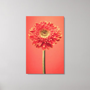 Red Barberton Gerbera Daisy Flower Canvas Print