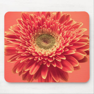 Red Barberton Gerbera Daisy Flower Mouse Mat