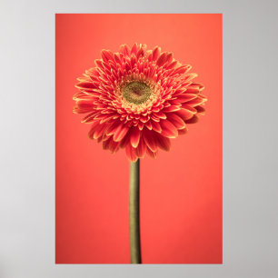 Red Barberton Gerbera Daisy Flower Poster