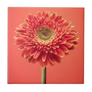 Red Barberton Gerbera Daisy Flower Tile
