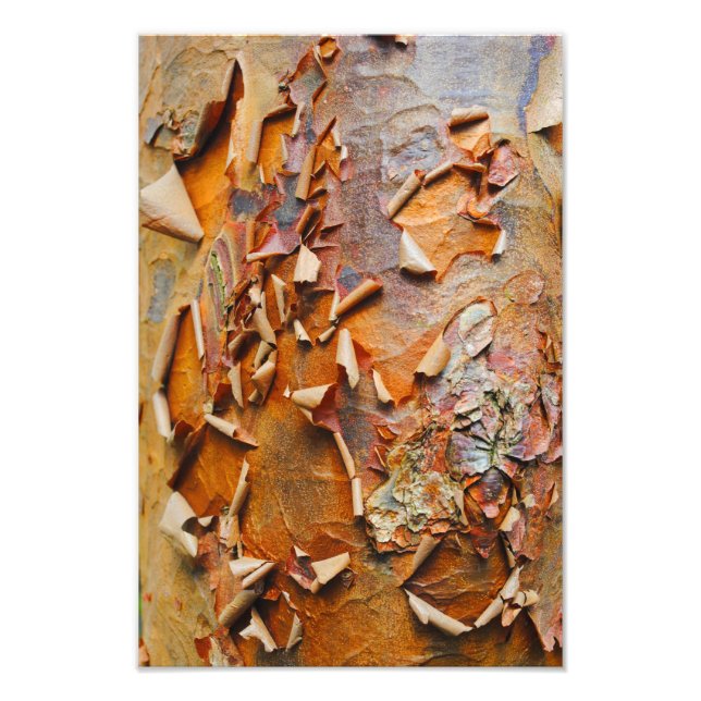 Red Bark Photo Print (Front)