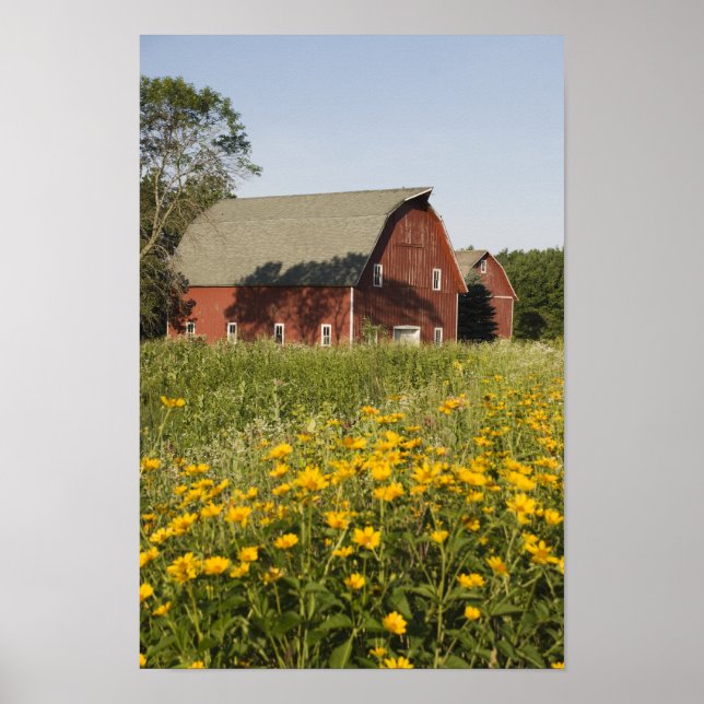 Red Barn and Yellow Wildflowers Poster (Front)