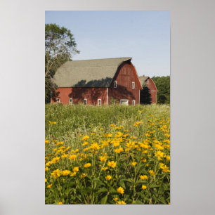 Red Barn and Yellow Wildflowers Poster